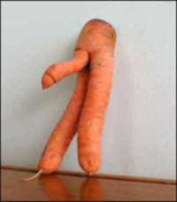 carotte.jpg