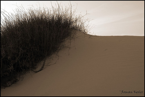 dune.jpg