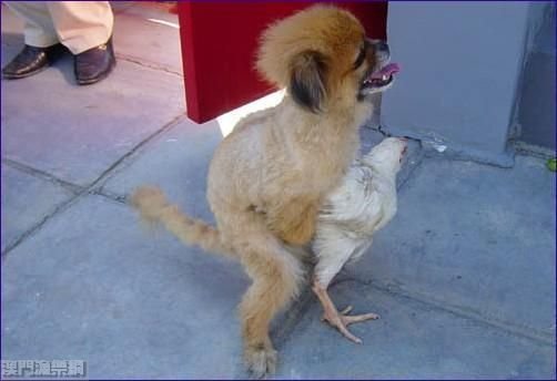chien-nique-poule-1c83c23.jpg