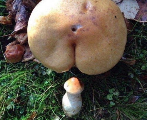 Champignons.jpg