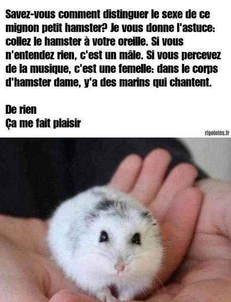 Hamster.jpg