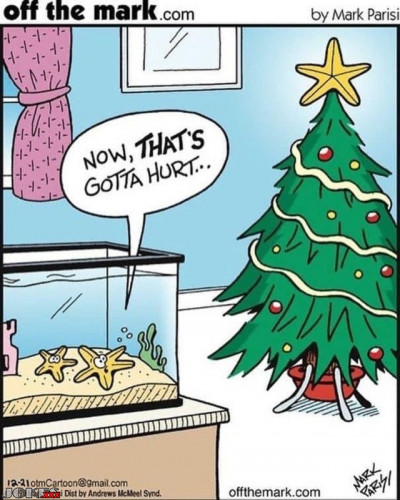 sapin1.jpg