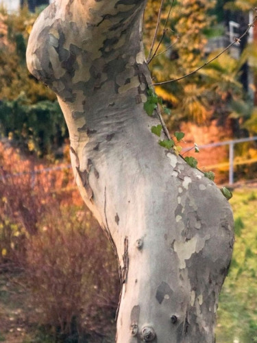 side-tree.jpg