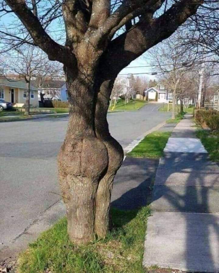 tree-has-too-much-junk-in-the-trunk.jpg