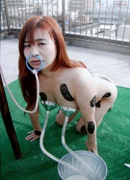 coc-cow.jpg
