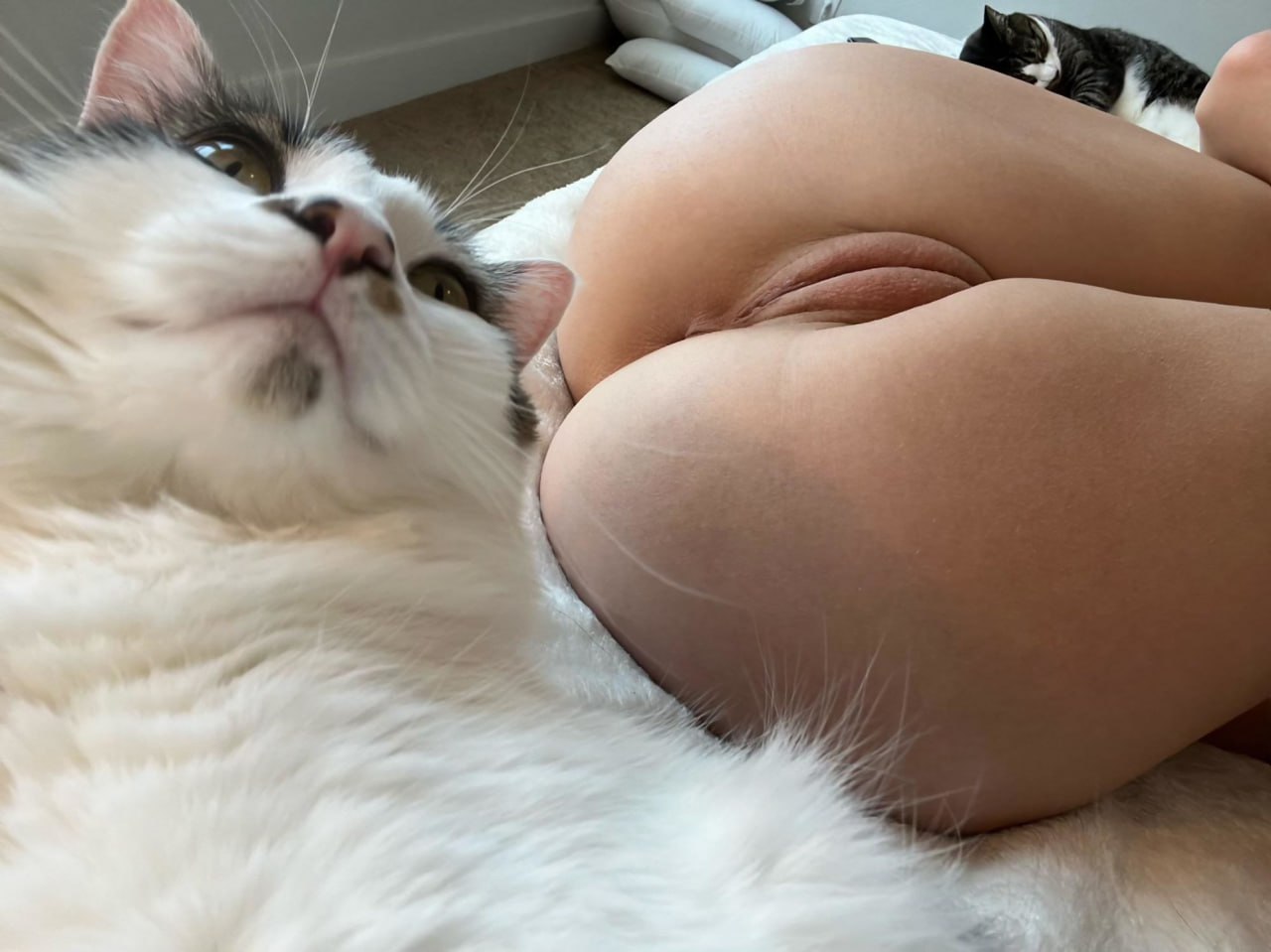 Meow1.jpg
