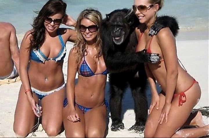 content le singe.jpg