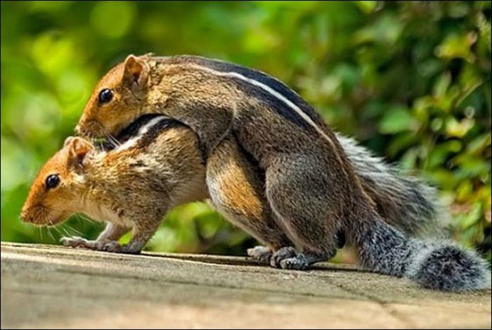 Sexe-chez-les-ecureuils.jpg