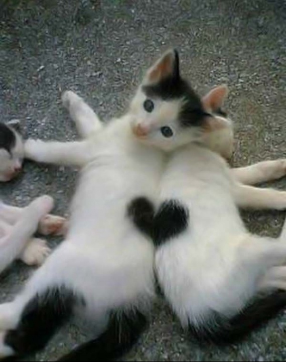insolite-coeur-chats-img.jpg