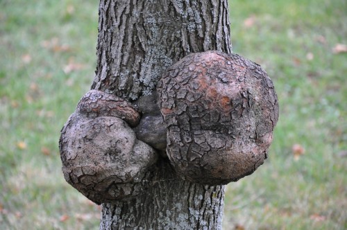 Les testicules de l'arbre.JPG