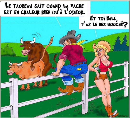 humour-taureau-vache-big.jpg