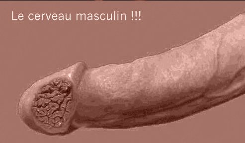 olb1k_noby_1070462181_01_cerveau_masculin.jpg