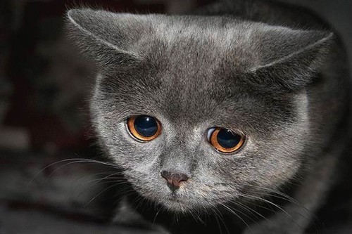 misc_sad_cat_001__posted.jpg