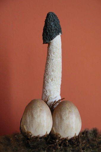 phallus impudicus.jpg