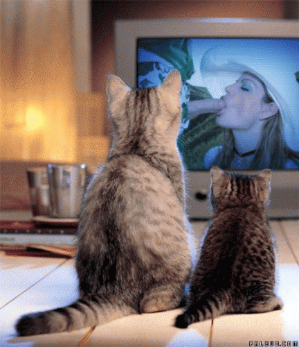 Les Chats 2.gif