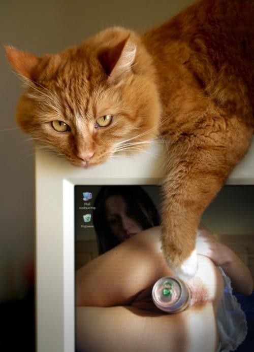 Animaux.jpg