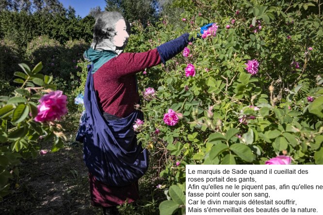 Sade_rose.jpg