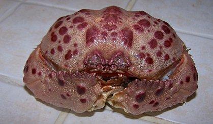 Calapa Granulata.jpg