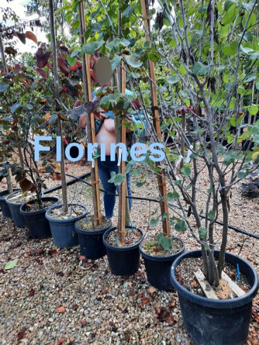Jardinerie2.jpg