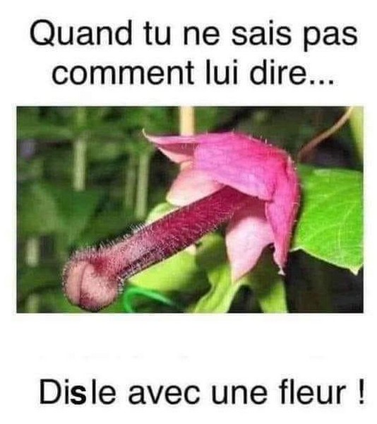 Fleurs.jpg