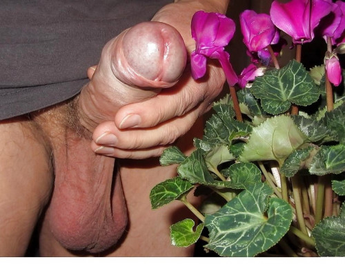Des fleurs et un gros bourgeon..jpg