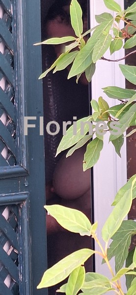 Voyeur.jpg
