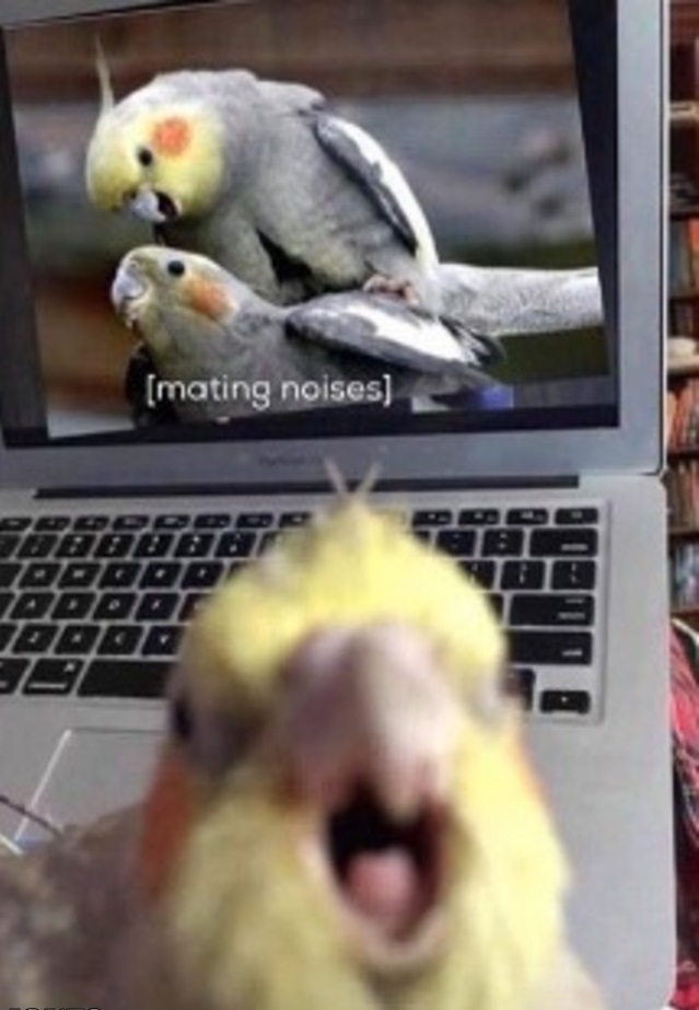 birdjoke.jpg