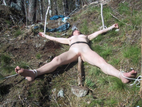 zforest.jpg