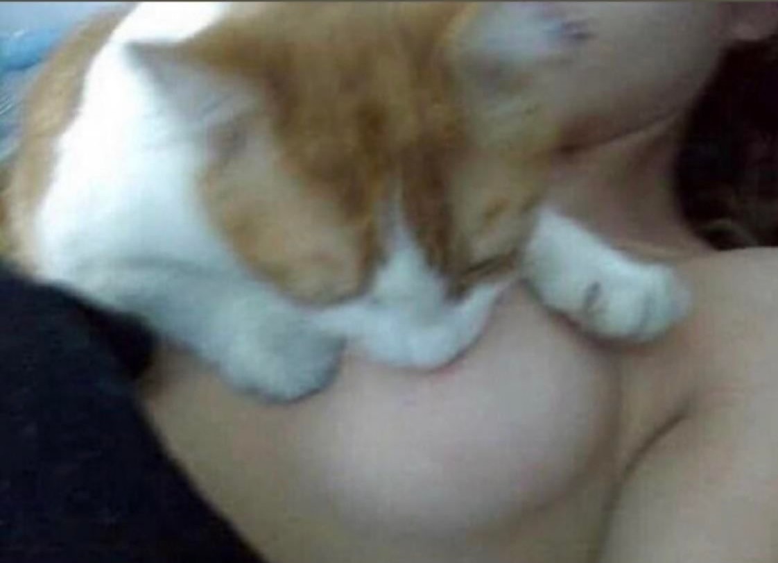 no-kitty.jpg