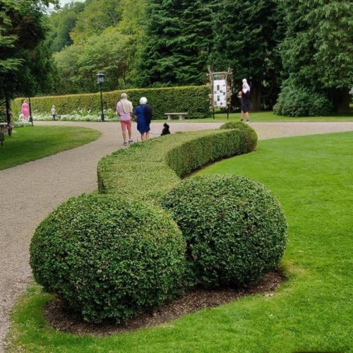 vegetal-dick1.jpg