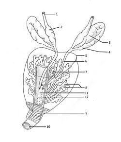 Prostate_et_vesicules_seminales.jpg