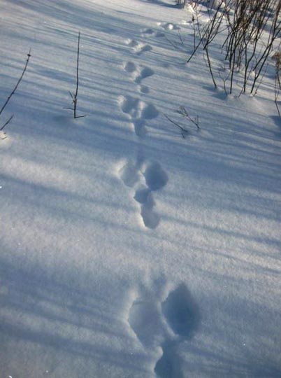 traces animales.jpg