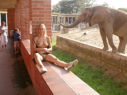 elephant.jpg