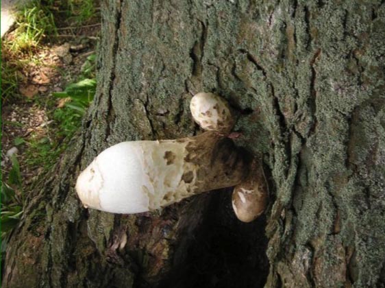 Champignon érotogène.jpg