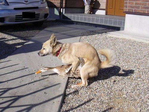 Foie gras, la face caché du gavage.jpg