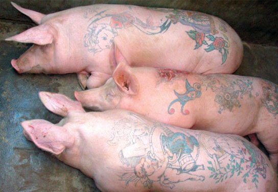 tatouage%20cochon.jpg