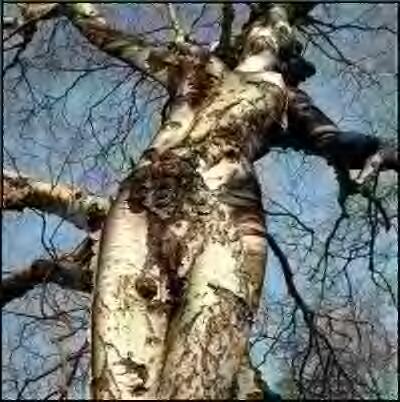 sexy-tree.JPG