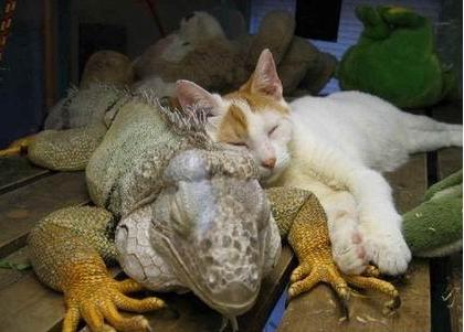 chat-et-iguane.jpg